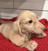 Brown boy , a male Miniature Dachshund for sale in Jasper, GA – 2 of 3