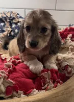 Red girl , a female Miniature Dachshund for sale in Jasper, GA – 4 of 6