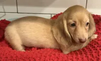 Yellow girl , a female Miniature Dachshund for sale in Jasper, GA – 3 of 4