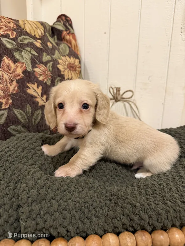 Brown collar – Miniature Dachshund puppy for sale in Jasper, GA