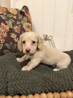 Brown collar, a male Miniature Dachshund for sale in Jasper, GA – 1 of 3