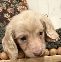 Blue collar, a male Miniature Dachshund for sale in Jasper, GA – 3 of 4