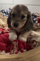 Red girl , a female Miniature Dachshund for sale in Jasper, GA – 1 of 6
