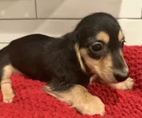 Pink girl , a female Miniature Dachshund for sale in Jasper, GA – 3 of 4