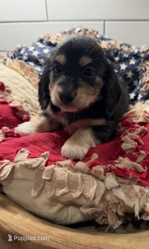 Blue boy  – Miniature Dachshund puppy for sale in Jasper, GA