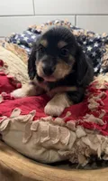 Blue boy , a male Miniature Dachshund for sale in Jasper, GA – 1 of 3