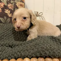 Black collar , a male Miniature Dachshund for sale in Jasper, GA – 4 of 4