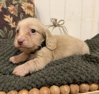 Black collar , a male Miniature Dachshund for sale in Jasper, GA – 2 of 4