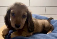 green boy, a male Miniature Dachshund for sale in Jasper, GA – 4 of 4