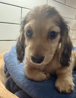 pink girl, a female Miniature Dachshund for sale in Jasper, GA – 2 of 2