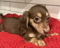 Red girl , a female Miniature Dachshund for sale in Jasper, GA – 2 of 4