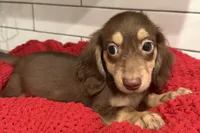 Red girl , a female Miniature Dachshund for sale in Jasper, GA – 4 of 4