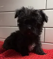 Boy 3, a male Yorkipoo for sale in Jasper, GA – 3 of 3