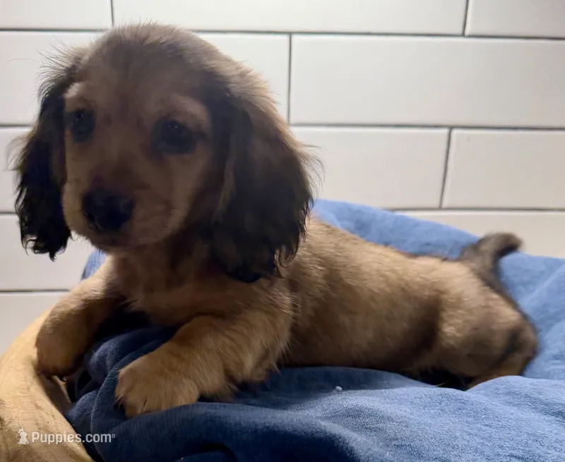 green boy – Miniature Dachshund puppy for sale in Jasper, GA