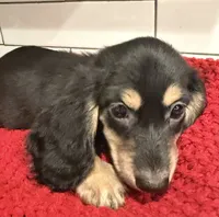 Purple girl , a female Miniature Dachshund for sale in Jasper, GA – 5 of 6