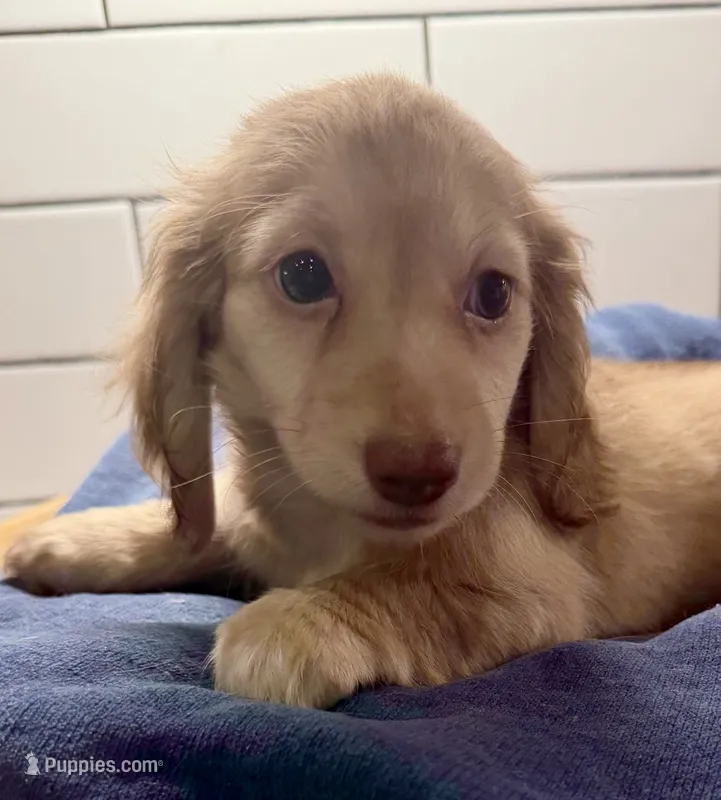 purple girl, a female Miniature Dachshund for sale in Jasper, GA – 1 of 4