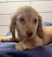 purple girl, a female Miniature Dachshund for sale in Jasper, GA – 1 of 4