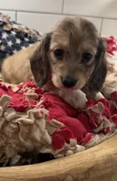 Red girl , a female Miniature Dachshund for sale in Jasper, GA – 5 of 6
