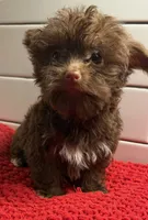 Boy 2, a male Yorkipoo for sale in Jasper, GA – 3 of 4