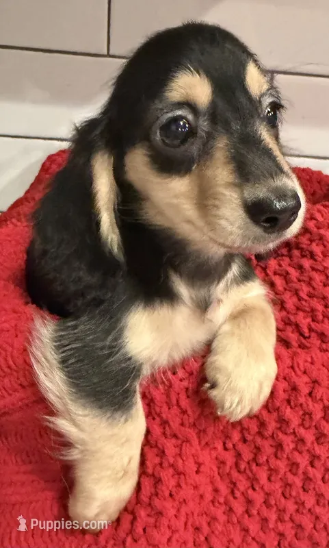 Pink girl  – Miniature Dachshund puppy for sale in Jasper, GA