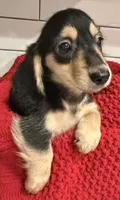 Pink girl , a female Miniature Dachshund for sale in Jasper, GA – 1 of 4