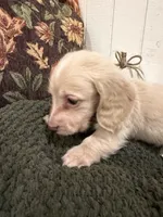 Brown collar, a male Miniature Dachshund for sale in Jasper, GA – 3 of 3