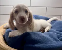 brown boy, a male Miniature Dachshund for sale in Jasper, GA – 4 of 4
