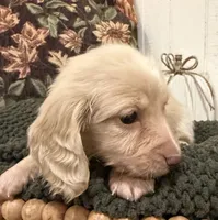 Blue collar, a male Miniature Dachshund for sale in Jasper, GA – 4 of 4