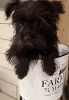 Boy 3, a male Yorkipoo for sale in Jasper, GA – 2 of 3