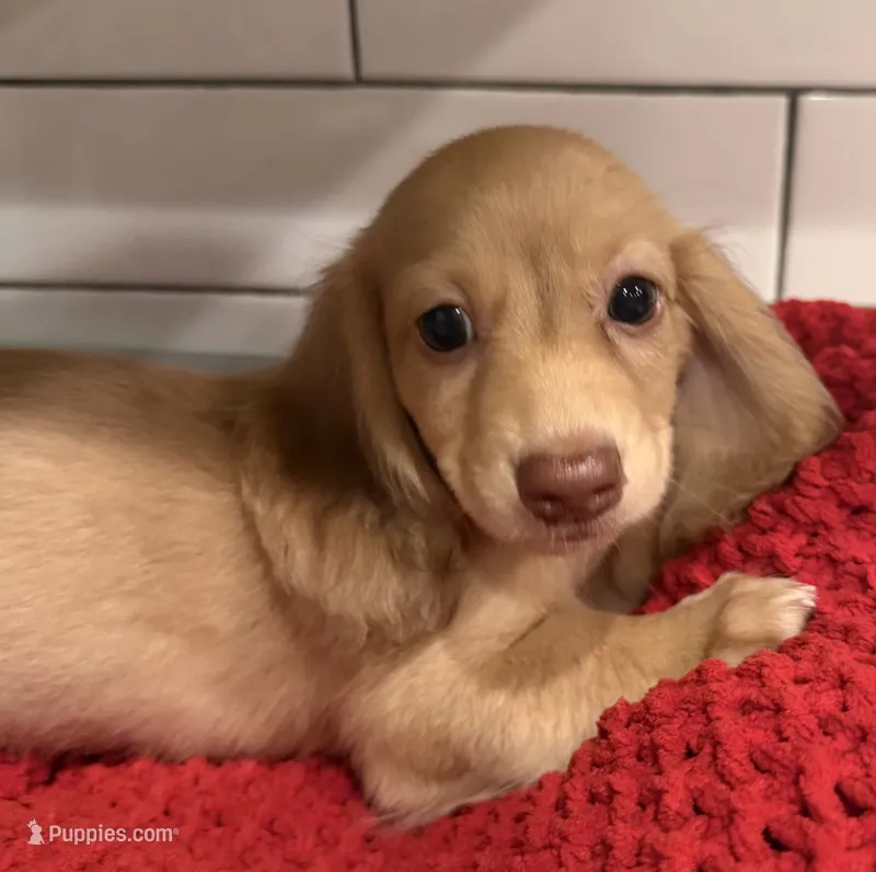 Yellow girl  – Miniature Dachshund puppy for sale in Jasper, GA