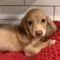 Yellow girl , a female Miniature Dachshund for sale in Jasper, GA – 1 of 4