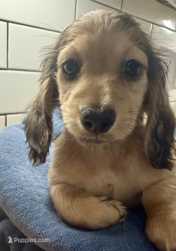 pink girl – Miniature Dachshund puppy for sale in Jasper, GA