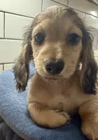 pink girl, a female Miniature Dachshund for sale in Jasper, GA – 1 of 2