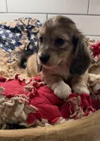 Red girl , a female Miniature Dachshund for sale in Jasper, GA – 2 of 6