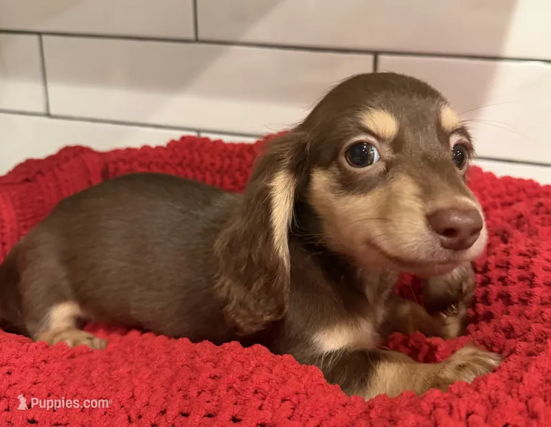 Orange girl  – Miniature Dachshund puppy for sale in Jasper, GA