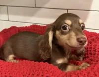 Orange girl , a female Miniature Dachshund for sale in Jasper, GA – 1 of 6