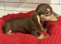 Orange girl , a female Miniature Dachshund for sale in Jasper, GA – 4 of 6