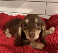 Orange girl , a female Miniature Dachshund for sale in Jasper, GA – 2 of 6