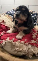 Blue boy , a male Miniature Dachshund for sale in Jasper, GA – 2 of 3