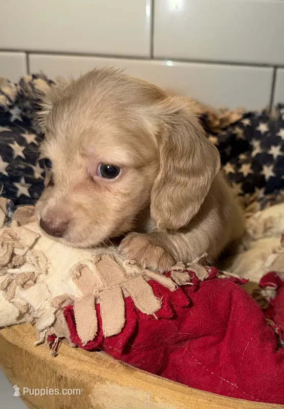 Pink Girl  – Miniature Dachshund puppy for sale in Jasper, GA