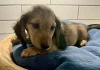 Blue boy, a male Miniature Dachshund for sale in Jasper, GA – 2 of 3