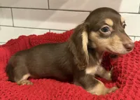 Orange girl , a female Miniature Dachshund for sale in Jasper, GA – 3 of 6