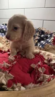 Pink Girl , a female Miniature Dachshund for sale in Jasper, GA – 2 of 4