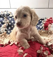Pink Girl , a female Miniature Dachshund for sale in Jasper, GA – 4 of 4