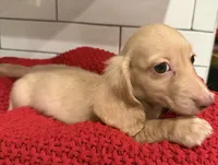 Brown boy , a male Miniature Dachshund for sale in Jasper, GA – 3 of 3