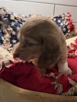Purple girl , a female Miniature Dachshund for sale in Jasper, GA – 2 of 3