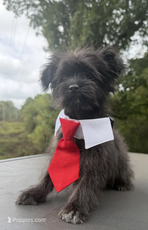Boy 3 – Yorkipoo puppy for sale in Jasper, GA