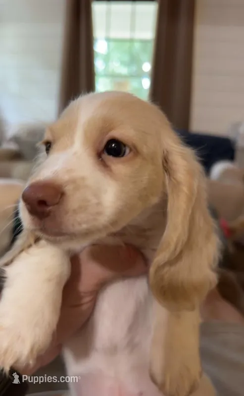 brown boy – Miniature Dachshund puppy for sale in Jasper, GA