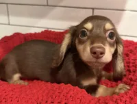 Orange girl , a female Miniature Dachshund for sale in Jasper, GA – 5 of 6