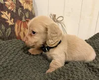 Black collar , a male Miniature Dachshund for sale in Jasper, GA – 3 of 4